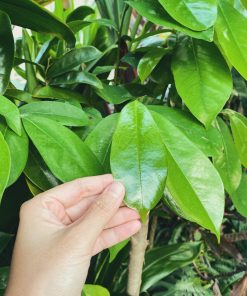 Alternative view of Feuilles de corossol ou Graviola- 50 GRS